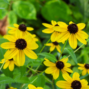 Vente Rudbeckia trilobée - Rudbeckia  triloba