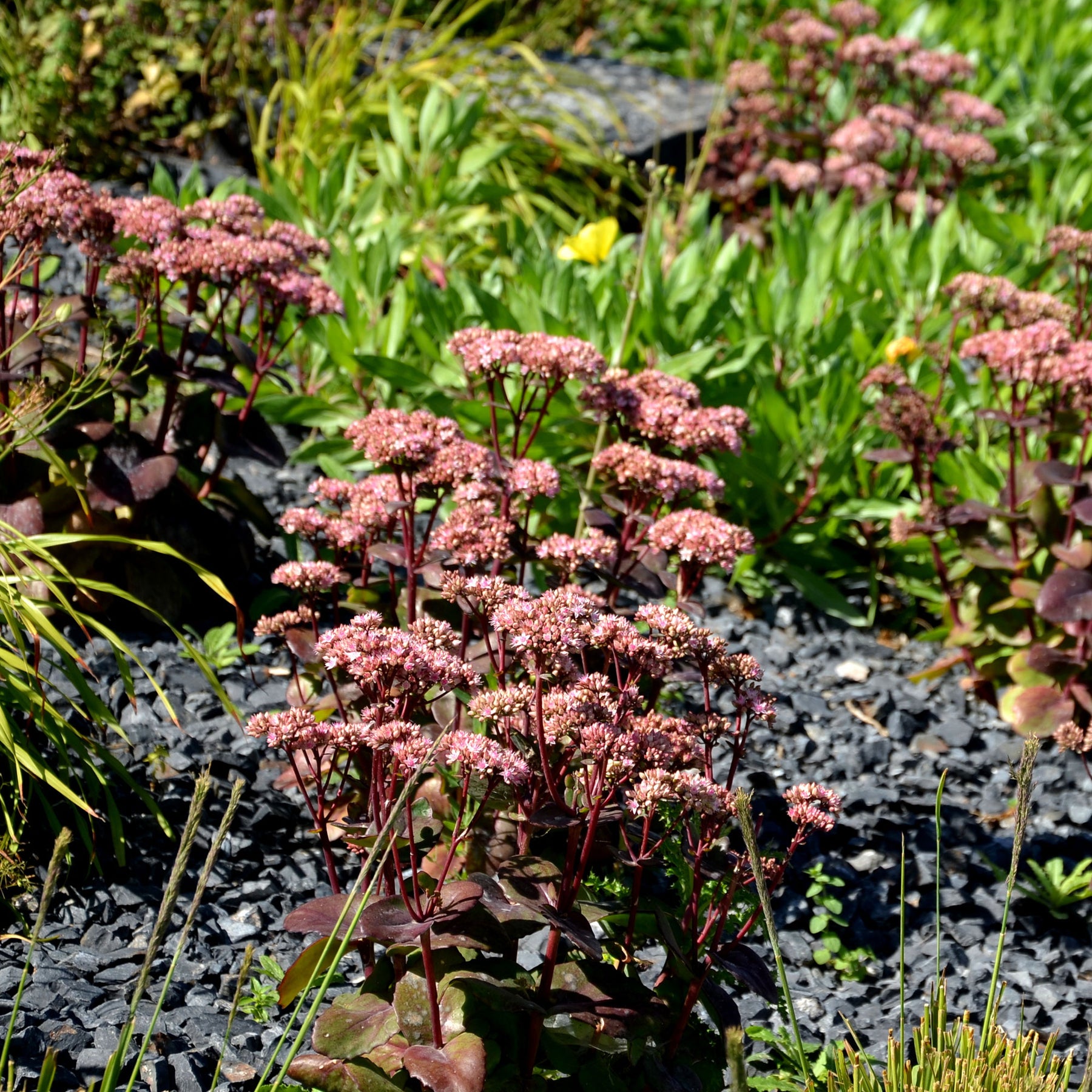 Sedum matrona - Sedum Matrona - Sédums