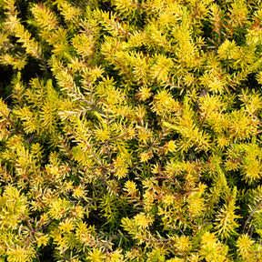 Vente Sedum des rochers Angelina - Sedum reflexum Angelina