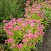 Sedum Brillant - Willemse
