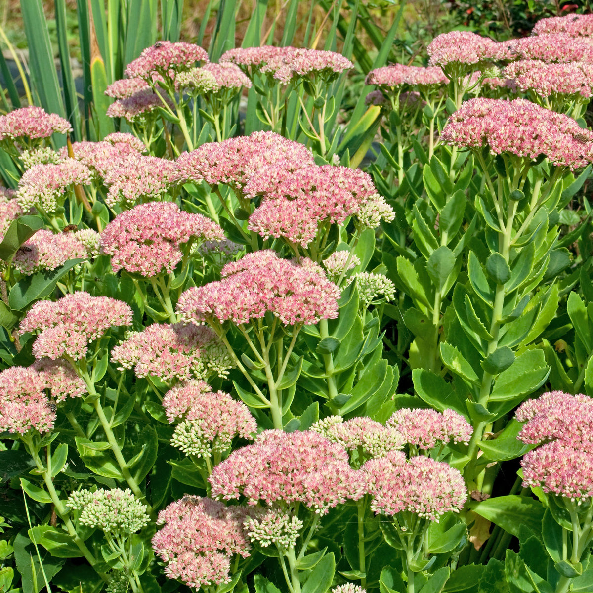 Sedum Carmen - Willemse
