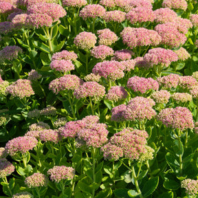 Sedum spectabile carmen - Sedum Carmen - Sédums
