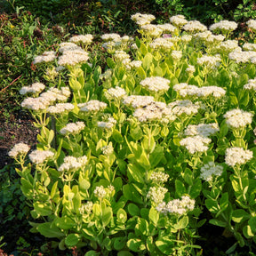 Sédums - Sedum Stardust - Sedum spectabile Stardust