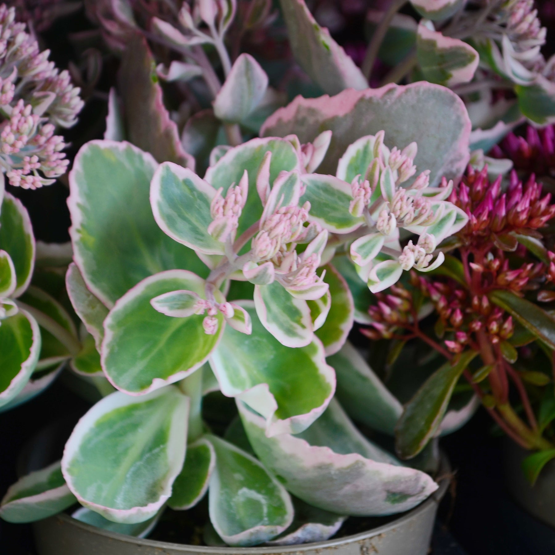 Vente Sedum spurium panaché - Sedum spurium Variegatum