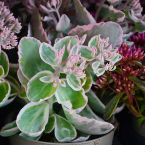 Vente Sedum spurium panaché - Sedum spurium Variegatum