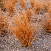 Laîche de Nouvelle-Zélande - Carex Bronze Form - Willemse