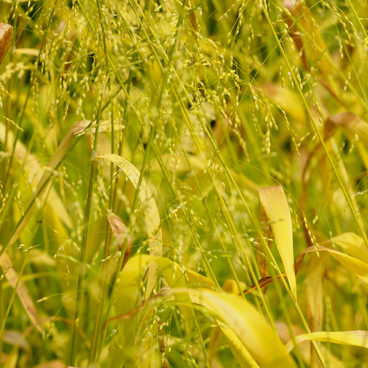 Milium effusum aureum - Milium effusum Aureum - Graminées