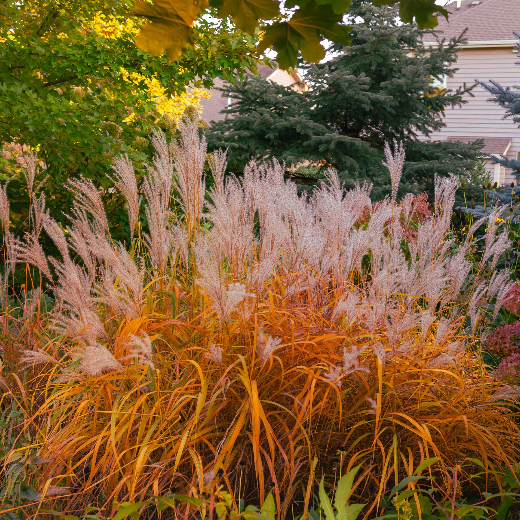 Miscanthus sinensis ssp purpurascens - Eulalie Purpurascens - Eulalie - Roseau de Chine