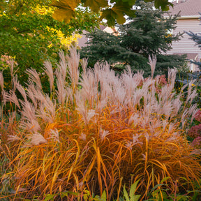 Miscanthus sinensis ssp purpurascens - Eulalie Purpurascens - Eulalie - Roseau de Chine