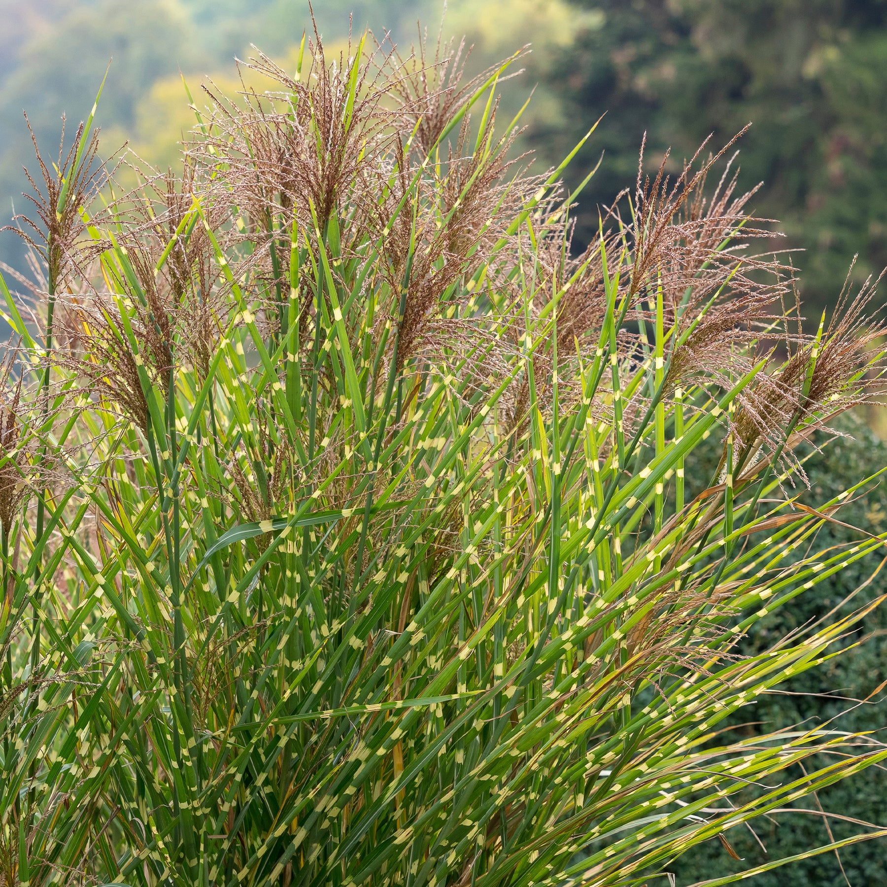 Eulalie - Roseau de Chine - Eulalie Zebrinus - Miscanthus sinensis Zebrinus