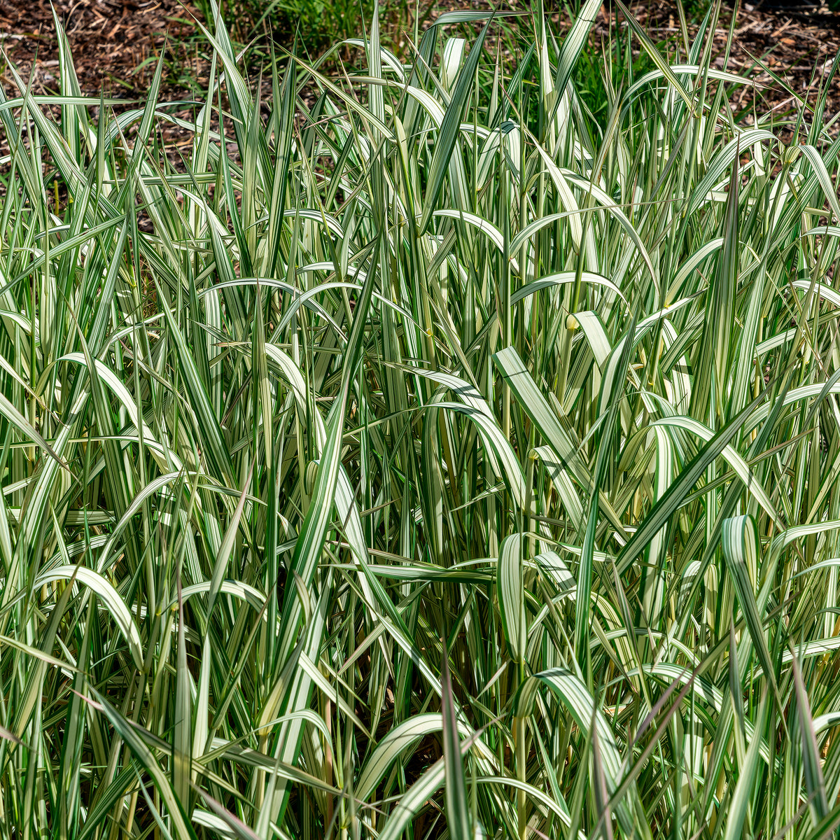 Phalaris panaché Feesey - Baldingère faux-roseau - Willemse