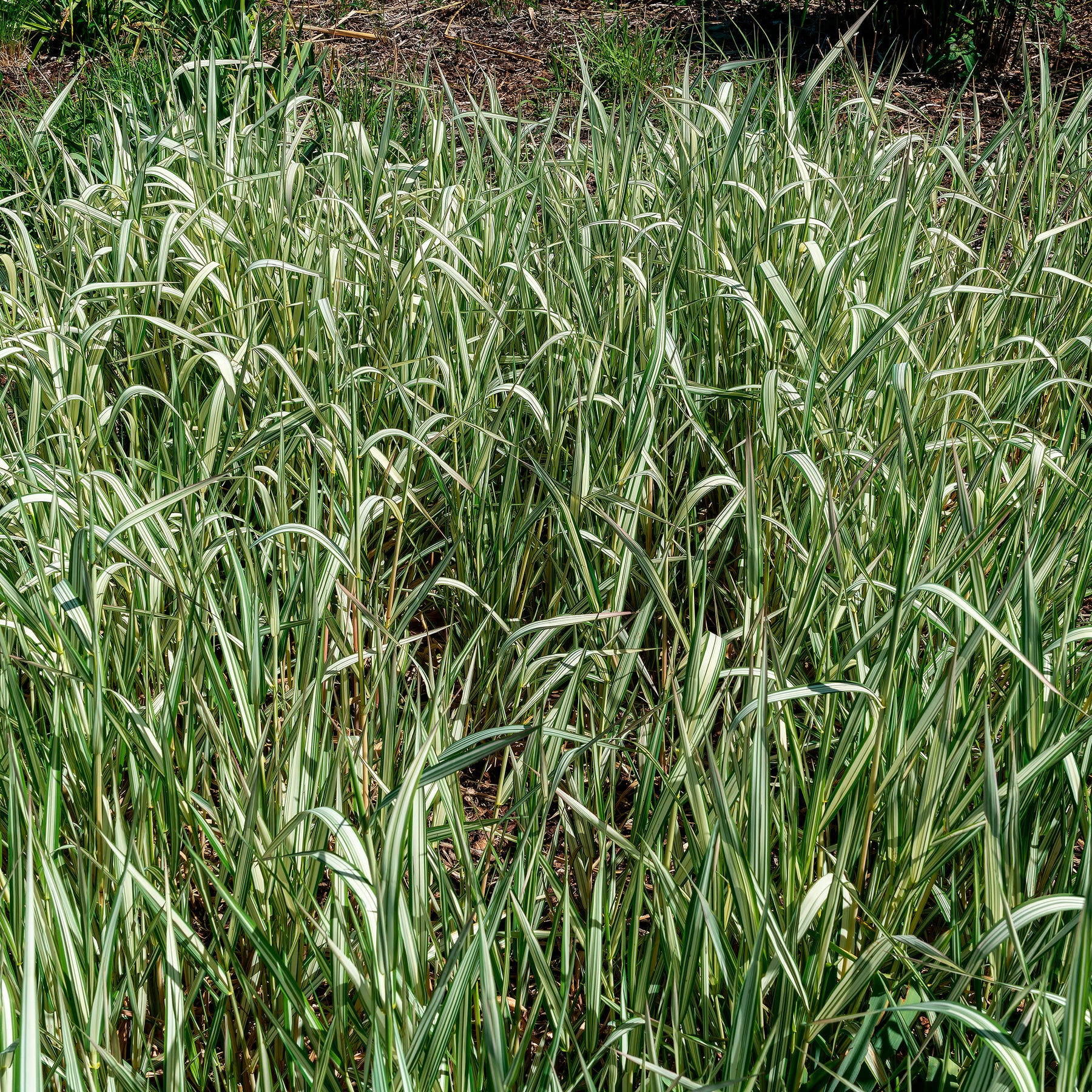 Phalaris panaché Feesey - Baldingère faux-roseau - Phalaris arundinacea Feesey - Willemse