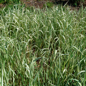 Phalaris panaché Feesey - Baldingère faux-roseau - Phalaris arundinacea Feesey - Willemse