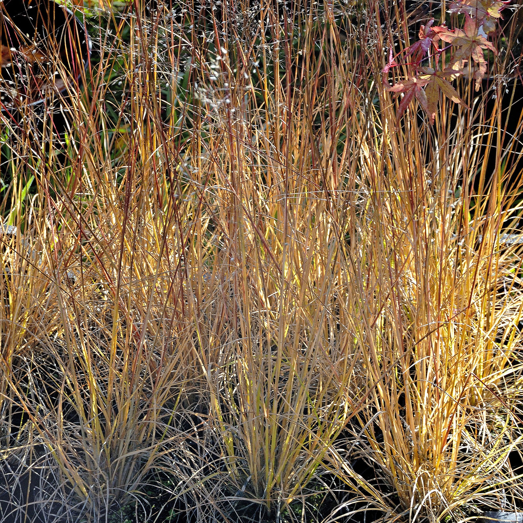 Sporobolus heterolepis - Sporobole à glumes inégales - Graminées