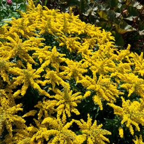 Solidago Golden Mosa