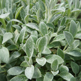 Oreille de Lapin Cotton Boll - Epiaire de byzance - Willemse