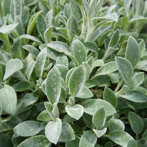 Oreille de Lapin Cotton Boll - Epiaire de byzance - Willemse