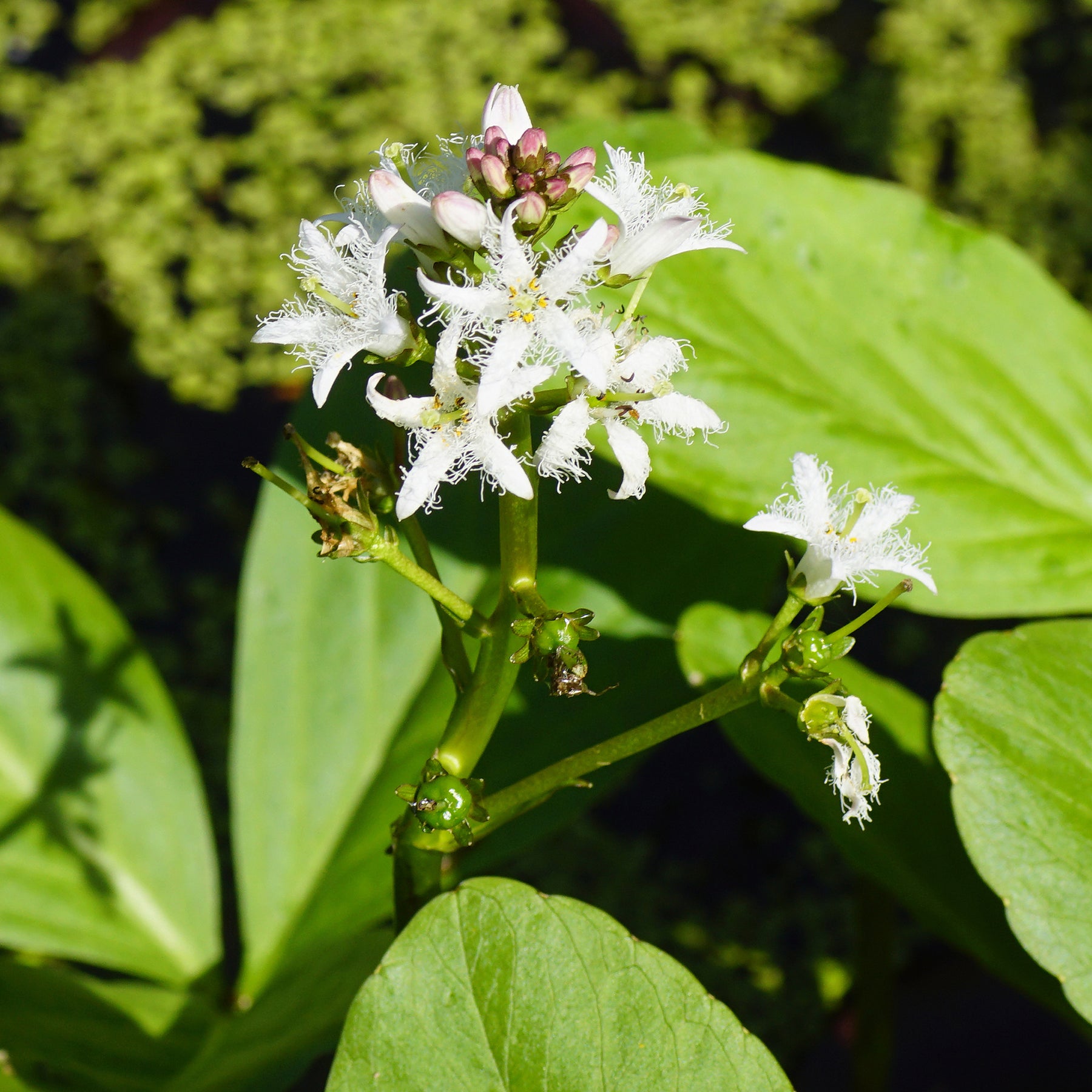Plantes filtrantes - Trèfle d'eau - Menyanthes trifoliata