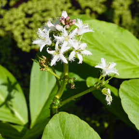 Plantes filtrantes - Trèfle d'eau - Menyanthes trifoliata