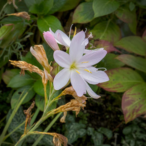 Lys des cafres blanc - Willemse