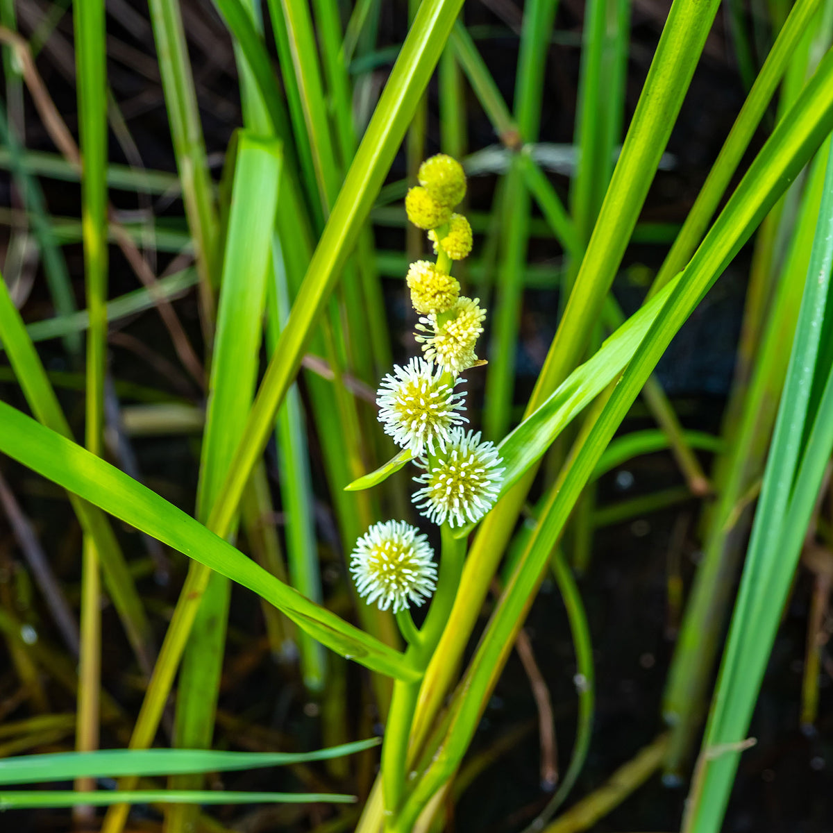 Rubanier d'eau - Sparganium erectum - Willemse
