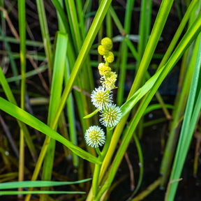 Rubanier d'eau - Sparganium erectum - Willemse