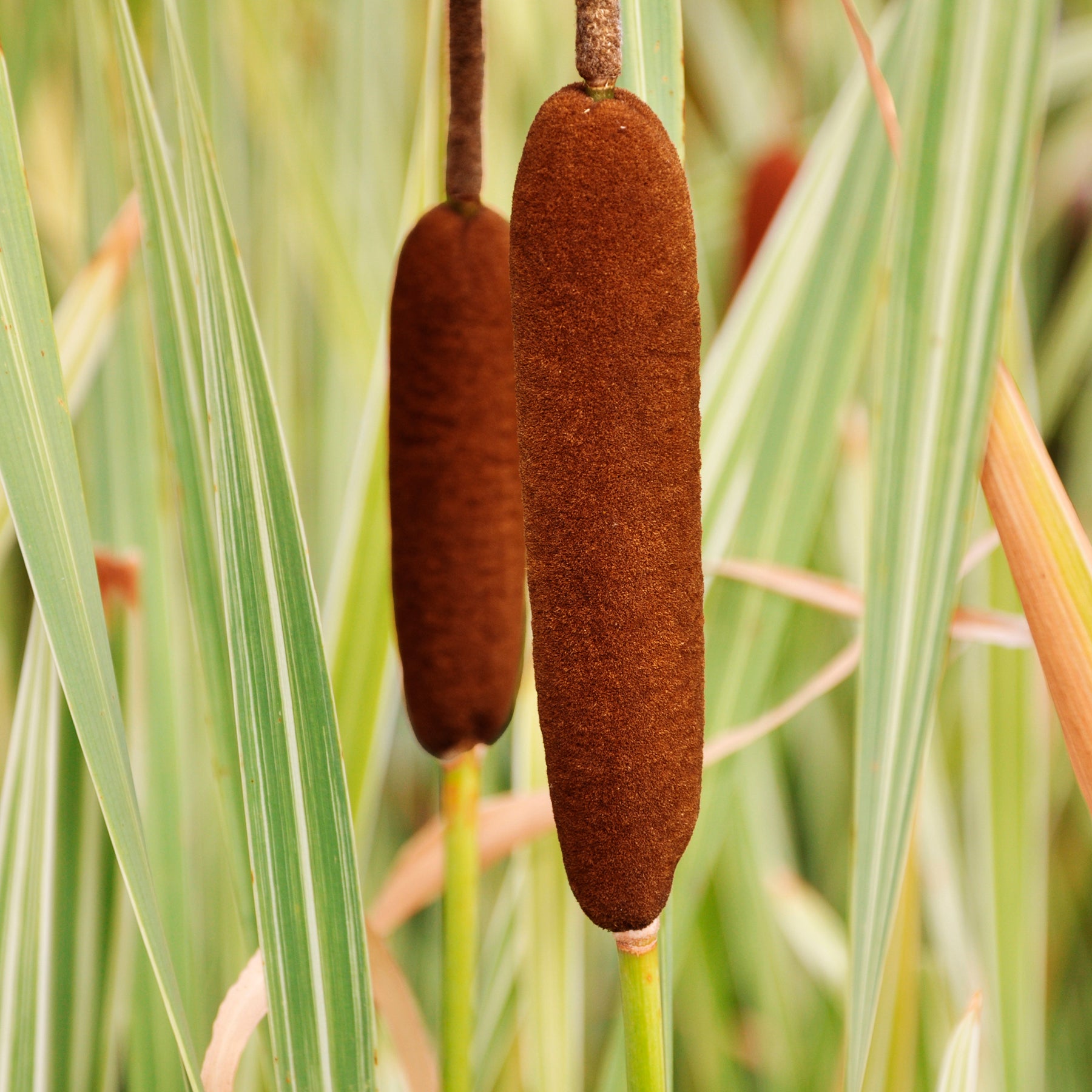 Plantes de berges - Massette à feuilles larges panachée - Typha latifolia variegata