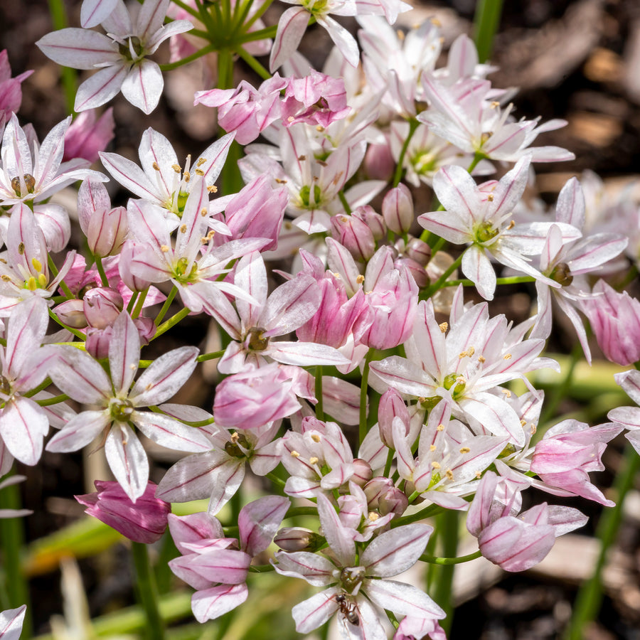 Tulipes Bulbes Dutch Bulbs Tulipe Double Bloom Collection (25 Bulbes) Mélange Exclusif De Tulipes De Hollande, Rustique Et Vivace Pour Le Jardin, Les Pots, Le Balcon (gros Bulbes, Pas De Graines, Non