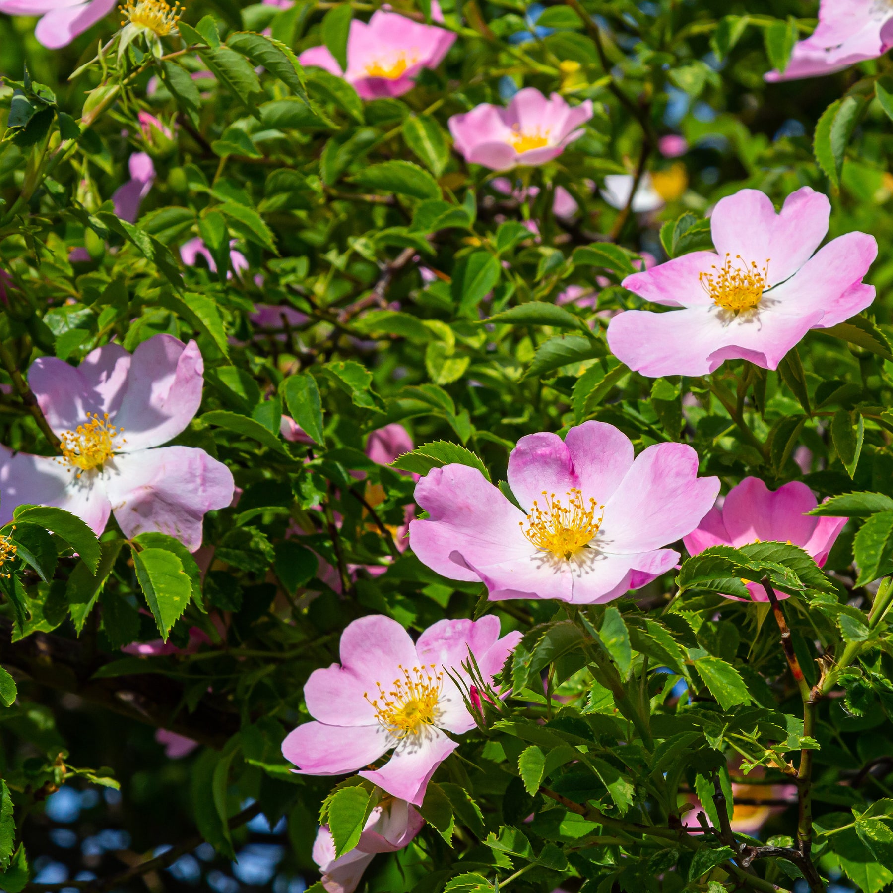 Rosier des chiens - Eglantier - Rosa canina - Willemse