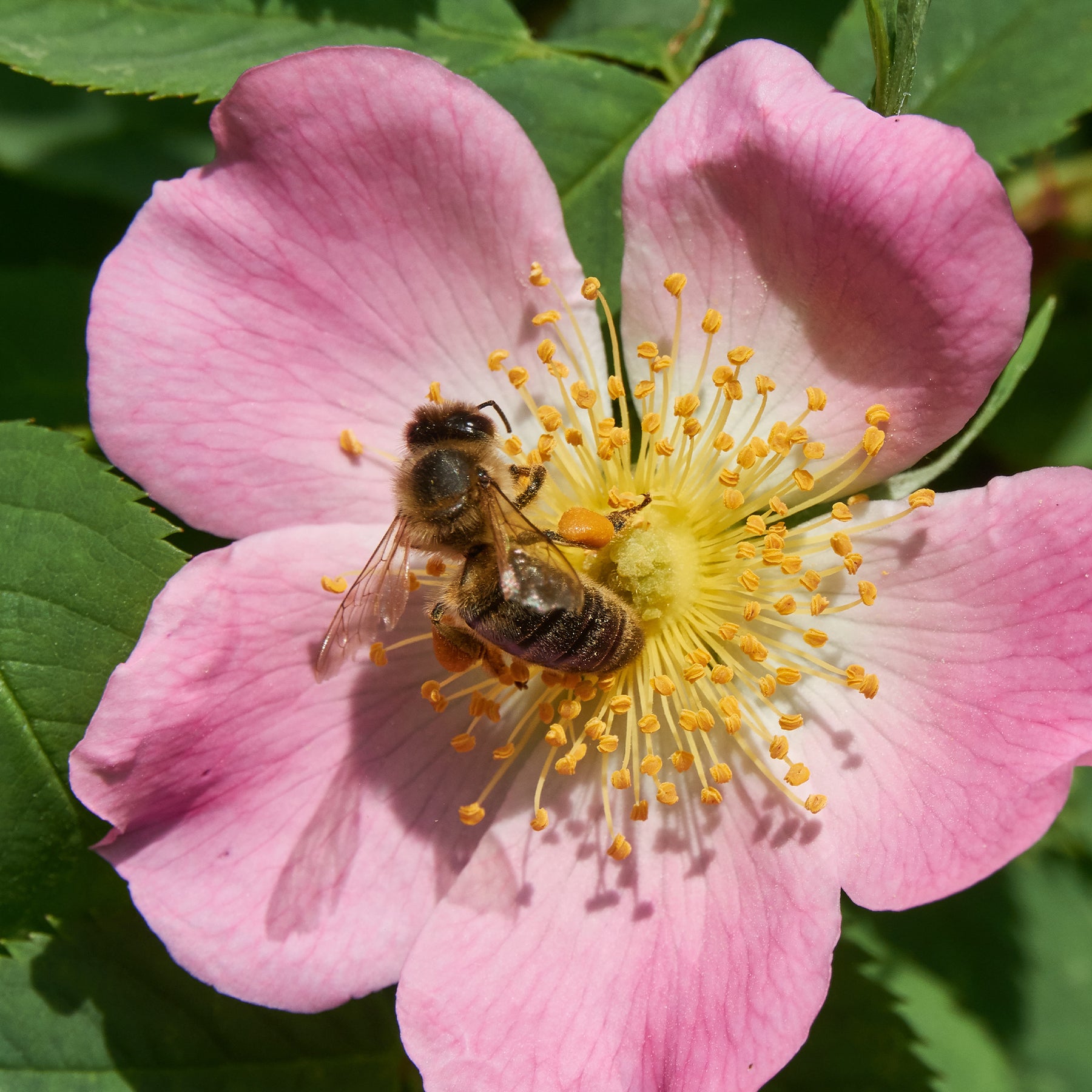 Rosa canina - Rosier des chiens - Eglantier - Rosiers sauvages