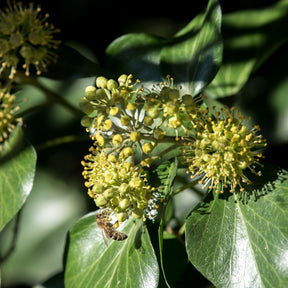 Hedera helix arborescens - Hedera helix Arborescens - Lierre arbustif - Lierres