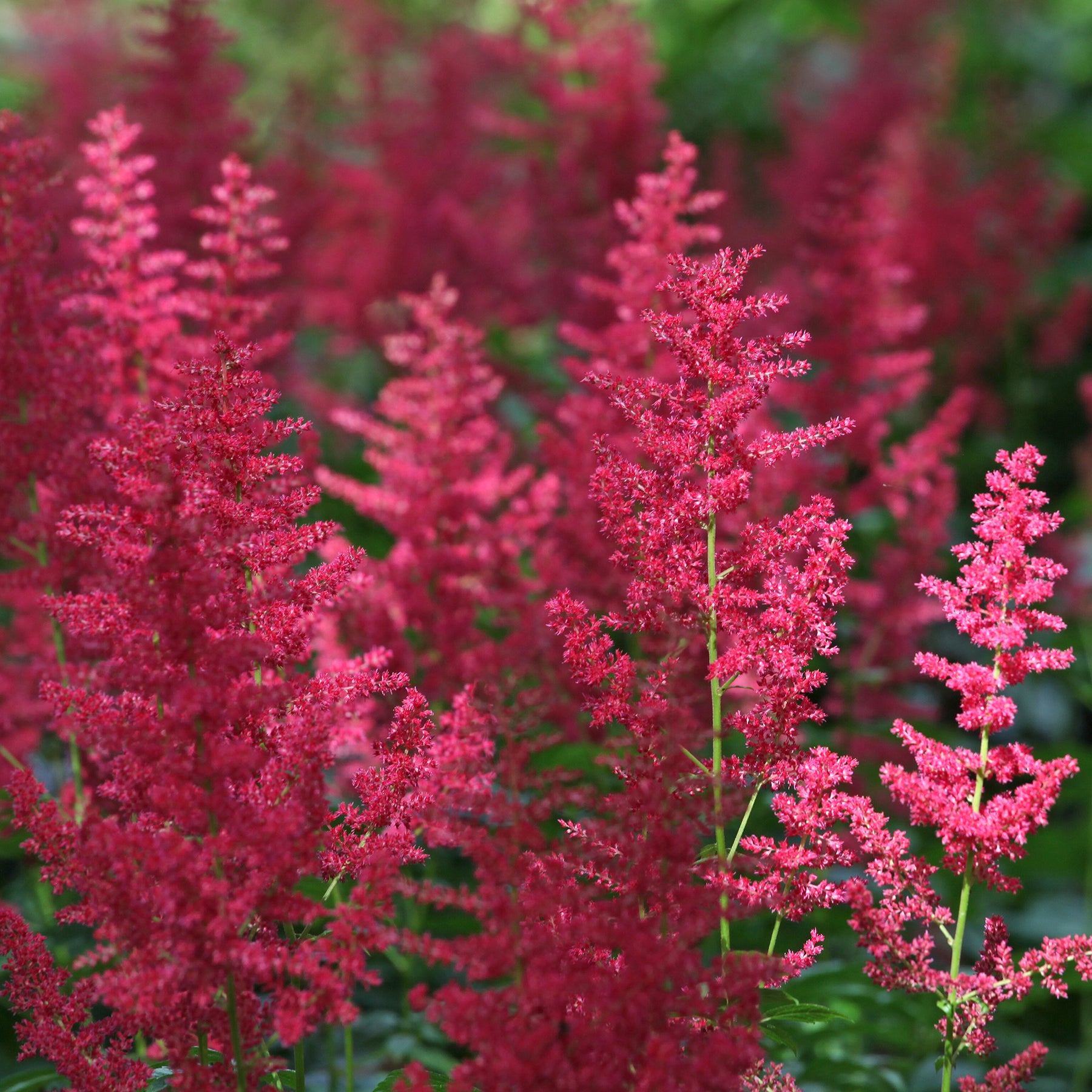 Astilbe d'Arends Fanal - Willemse
