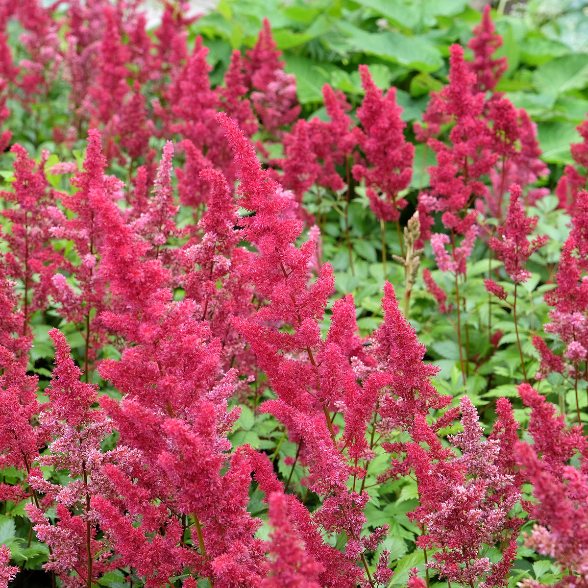 Astilbe d'Arends Fanal - Willemse