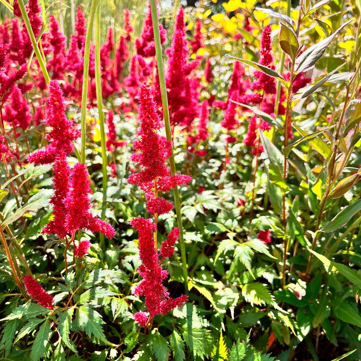 Astilbe d'Arends Fanal - Astilbe arendsii Fanal - Willemse