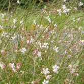 Gaura Corrie's Gold - Willemse
