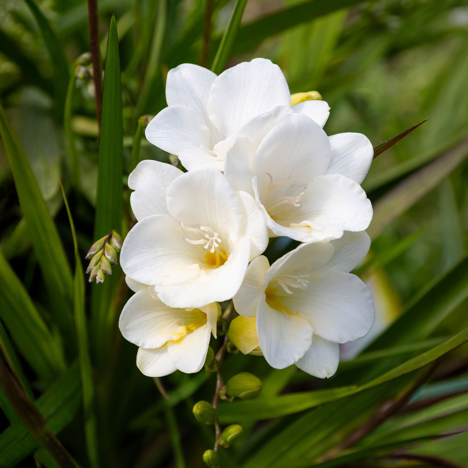 15 Freesia simple blanche - Willemse