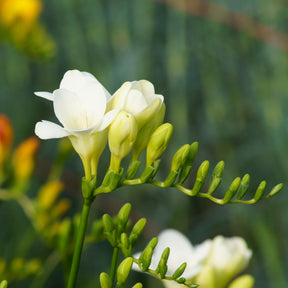 Freesia 'white' - 15 Freesia simple blanche - Freesia