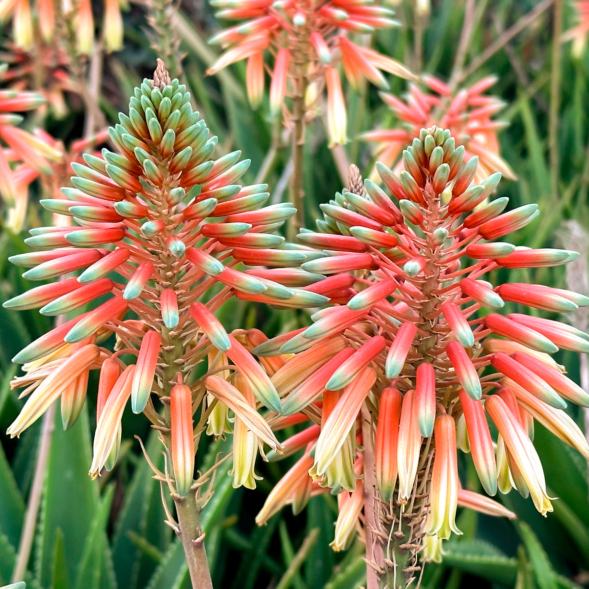 Aloe Safari Sunrise - Aloe x safari Sunrise ® - Willemse