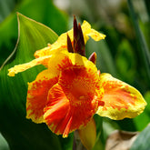 Canna Tropicanna Gold - Willemse