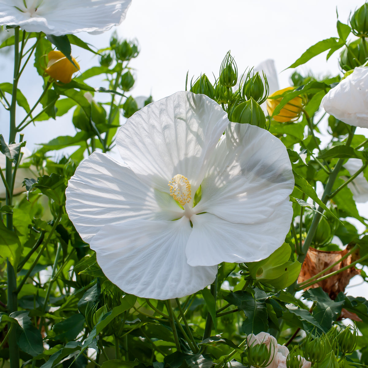 Hibiscus des marais Extreme Pure White - Willemse