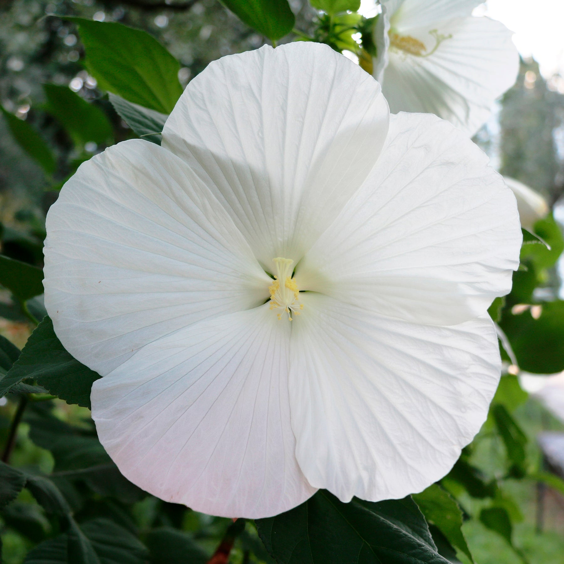 Hibiscus moscheutos extreme pure white ® (improved) - Hibiscus des marais Extreme Pure White - Hibiscus