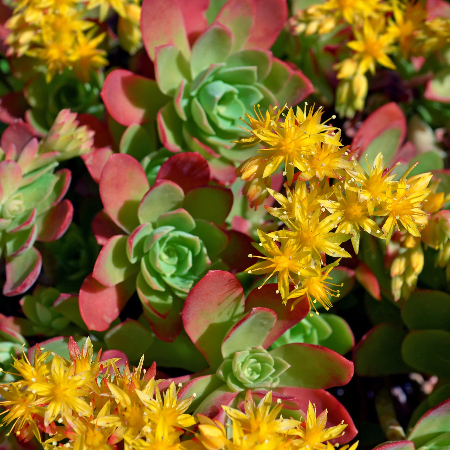 Sedum palmeri