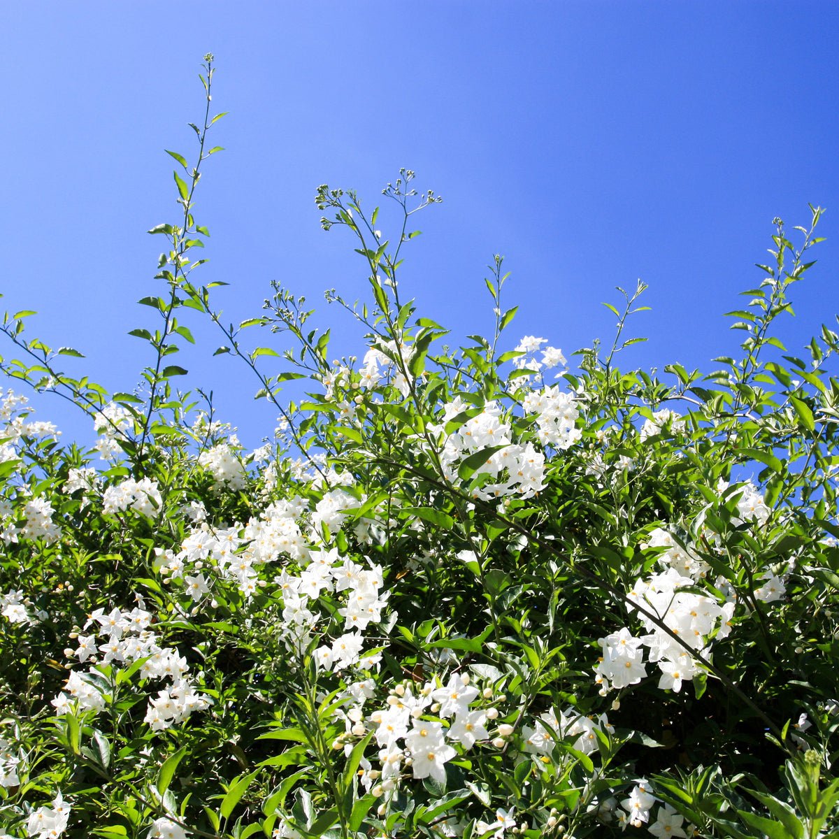 Morelle faux-jasmin - Solanum jasminoides - Willemse
