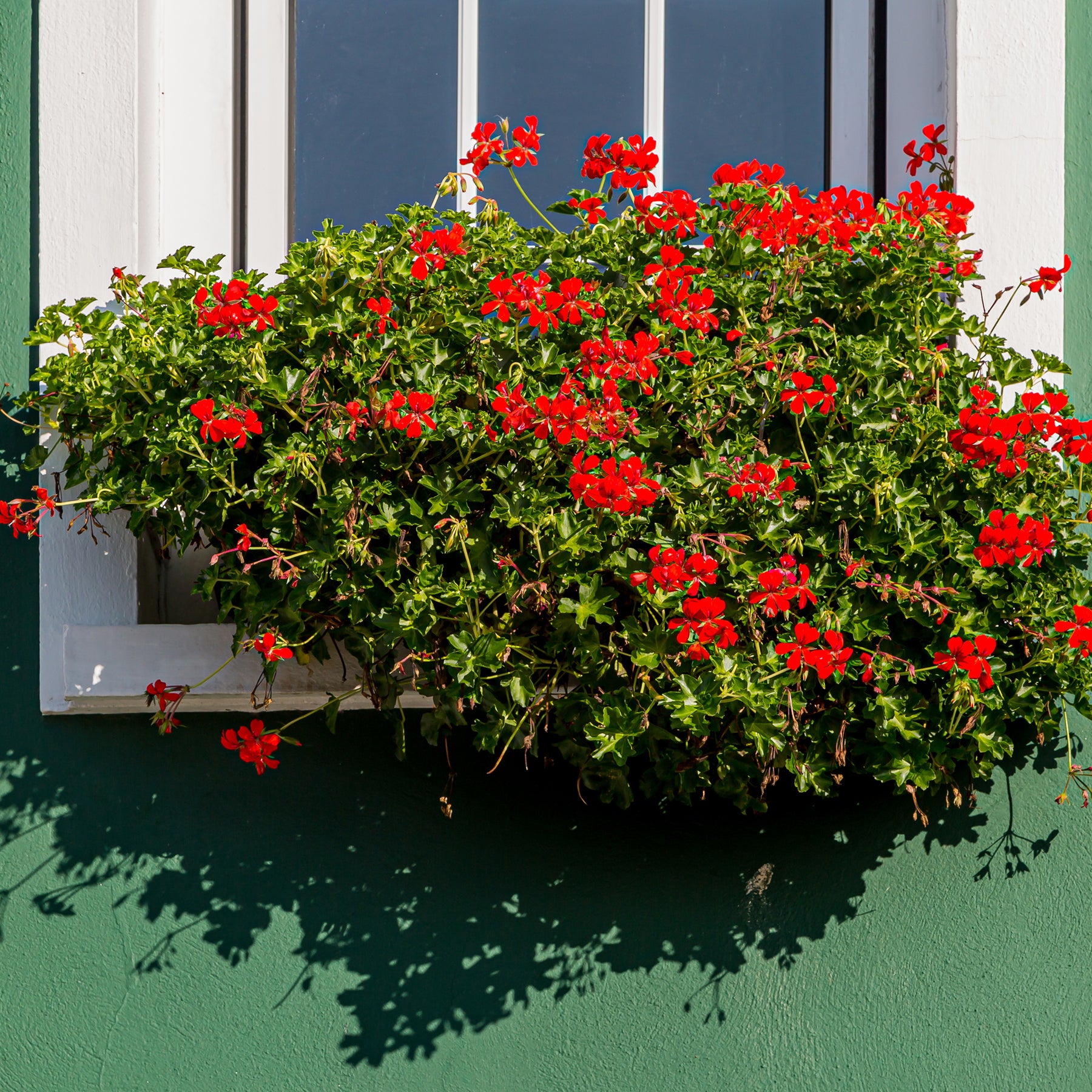 Géranium lierre rouge - Pelargonium peltatum - Willemse