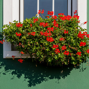 Géranium lierre rouge - Pelargonium peltatum - Willemse