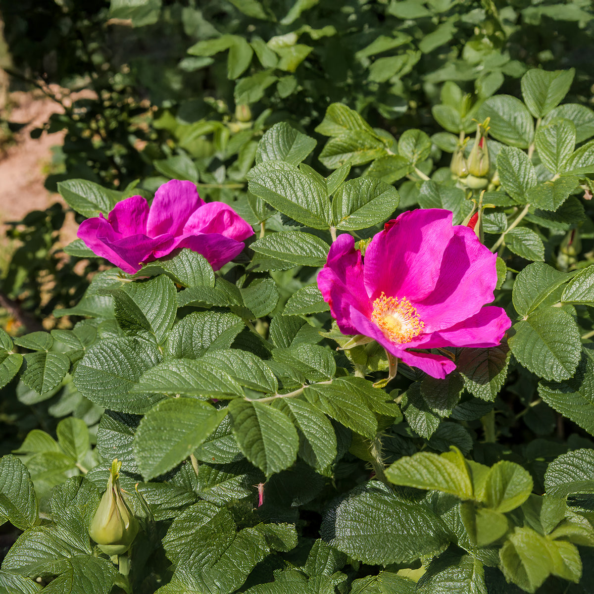 Rosier rugueux rose foncé - Willemse