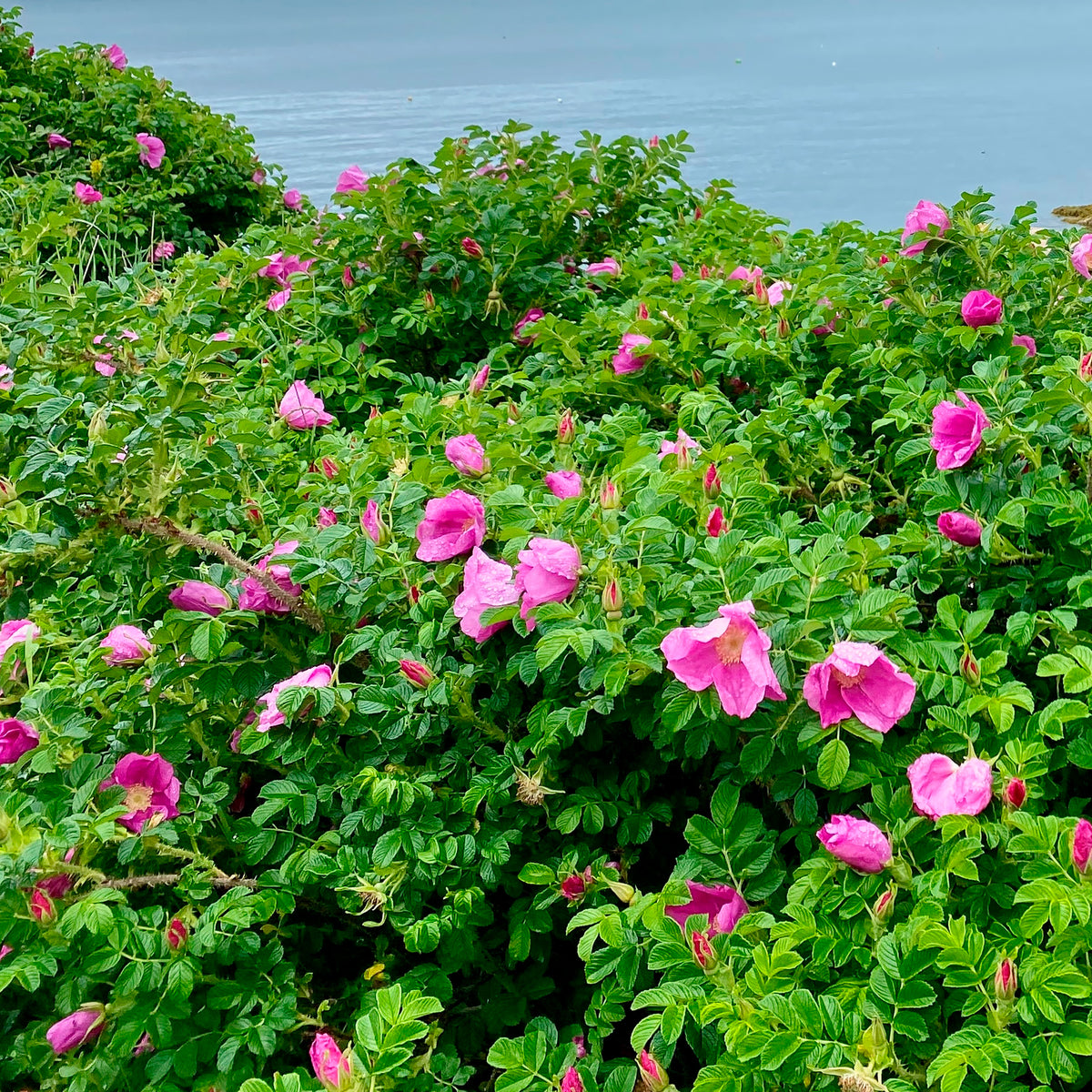 Rosier rugueux rose foncé - Rosa rugosa rubra - Willemse