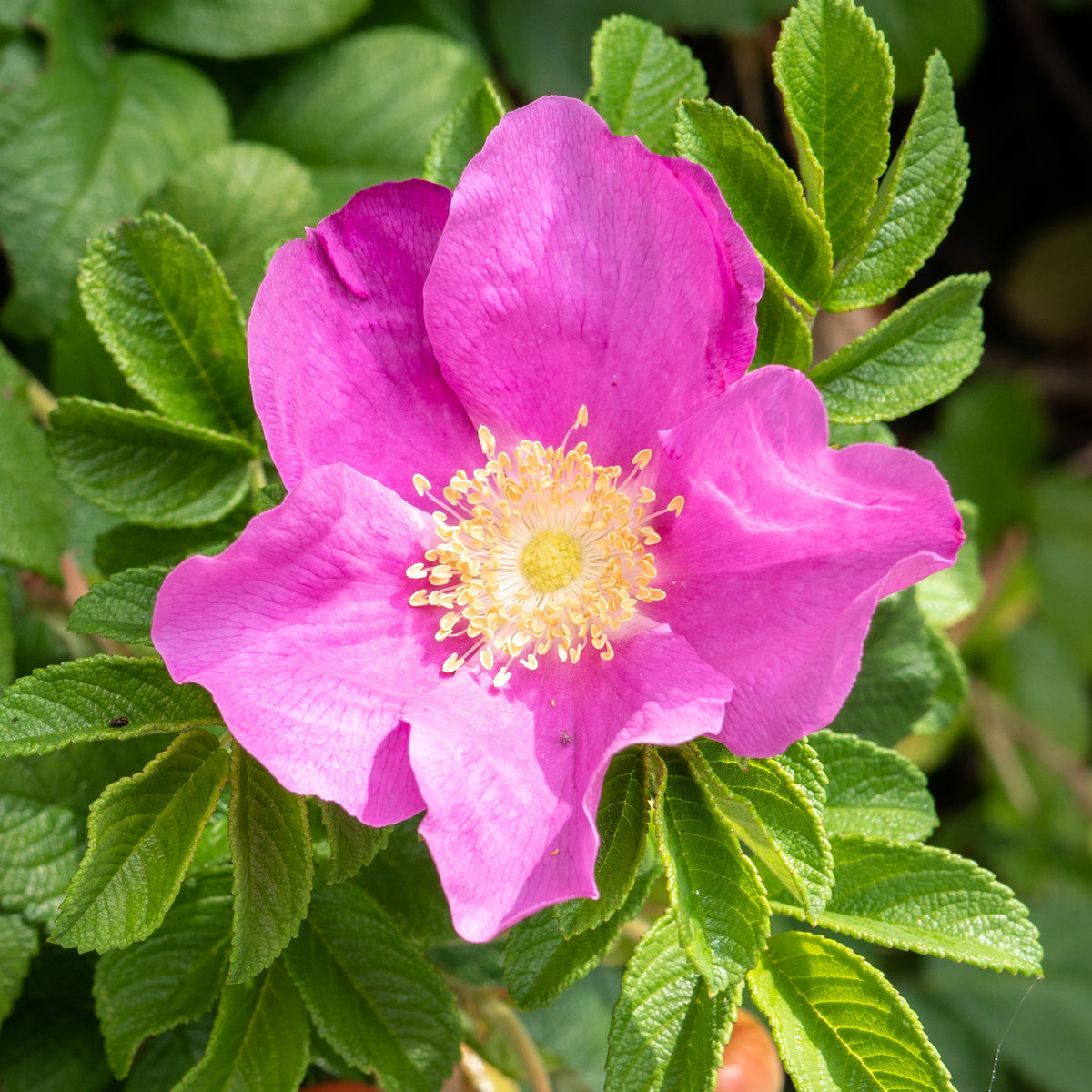 Rosier rugueux rose foncé - Rosa rugosa rubra - Willemse
