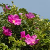 Rosier rugueux rose foncé - Willemse