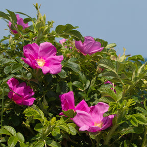 Rosier rugueux rose foncé - Willemse
